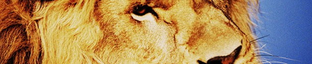 loewe-oil-lion
